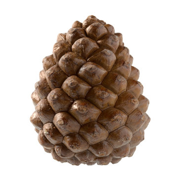 Pinienzapfen, Pine cone