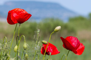 Poppies © Arpad