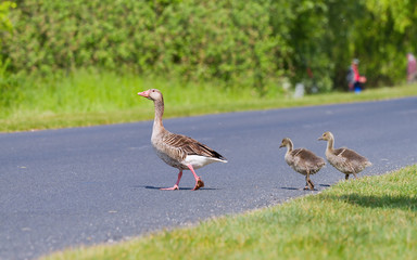 Goose family
