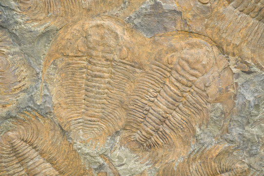 fossile Versteinerung