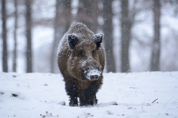 Wildschwein, Wild boar, Sus scrofa