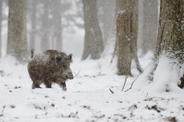 Wildschwein, Wild boar, Sus scrofa