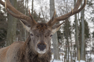 Rothirsch, Red deer, Cervus elaphus