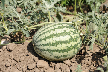 Sandia, Citrullus lanatus