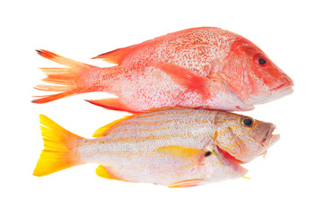 Red Snapper And Yellow Sea Bream