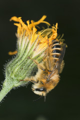Bee on flower, macro photo