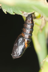 Pupa with moth, macro photo