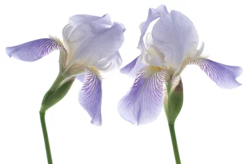 Deurstickers Iris iris