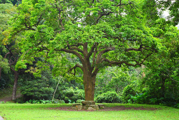 Fototapeta na wymiar rest place and big tree