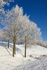 Snowy forest with deciduous trees