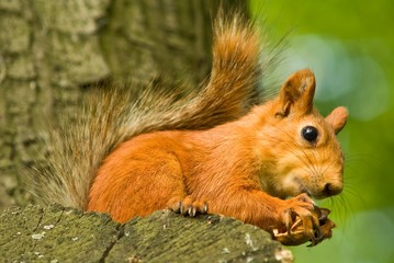 red squirrel on a tree gnawing nut