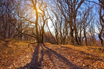 Obraz premium autumn forest in a rays of sun