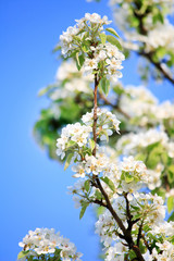 cherry flowers