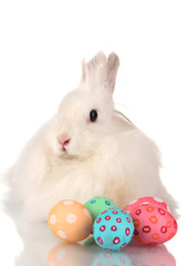 Fluffy white rabbit with eggs isolated on white