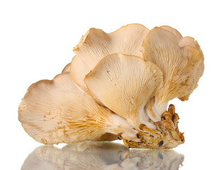 oyster mushrooms isolated on white