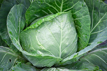 Fototapeta na wymiar cabbage