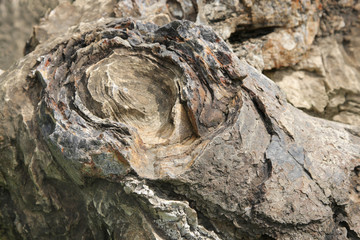 Closeup of ring structure in a stromatolite, Salkhan Fossil park