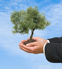 Olive tree in hands