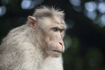 Portrait of a macaque, India