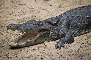 Mugger or Marsh Crocodile (Crocodylus palustris)