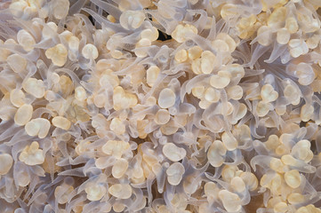 Coral background.