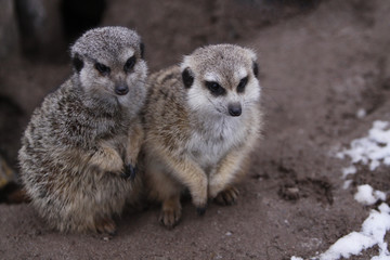 Zwei  Erdmännchen