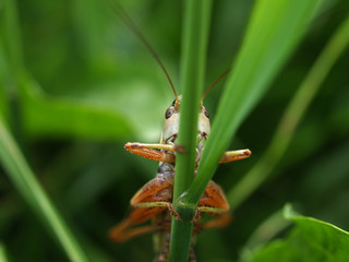 Grasshopper
