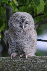 Tawny Owl (Strix aluco)