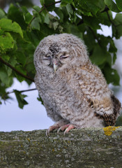 Tawny Owl (Strix aluco)