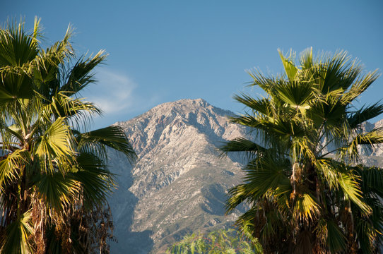 Palm Trees and Mountains