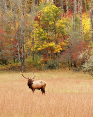 Fall Elk