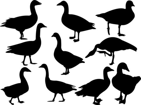 Goose silhouette collection - vector