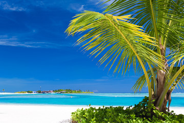 Small palm tree hanging over blue lagoon