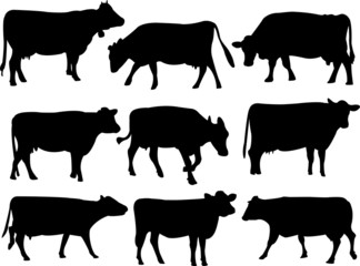 Cow silhouette collection - vector