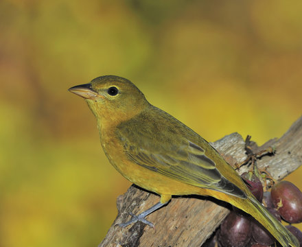Summer Tanager (female) & Grapes