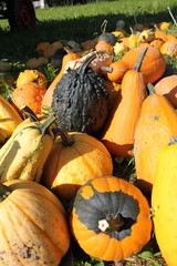 K&uuml;rbisse auf der Wiese