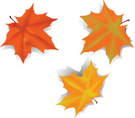 three autumn maple leaves with shadows