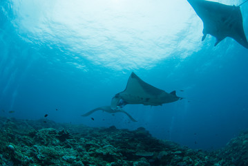 マンタスクランブル