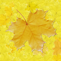 Background, colorful leaves