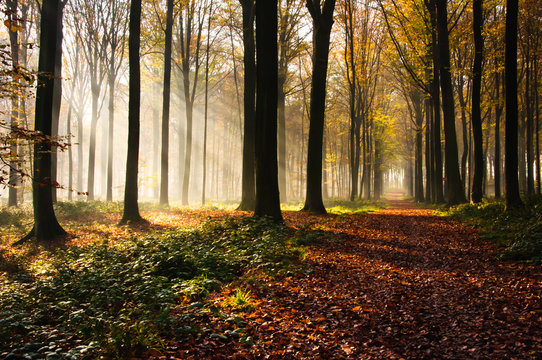 Forest light