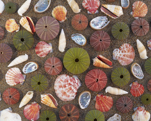 Sea urchins and shells on wet sand, natural background