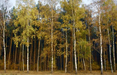 Fotobehang Herfst in een berkenbos © GKor