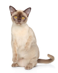 Burmese cat on white background
