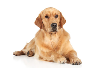 Golden Retriever dog lying on the floor