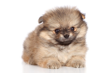 Pomeranian spitz puppy lying