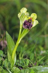 Bumblebee orchid (Ophrys bombyliflora), Crete