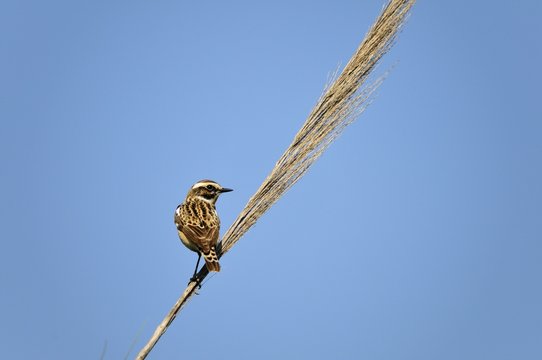 Winchat (Saxicola rubetra), Crete