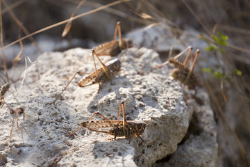 Group of a locust on a stone