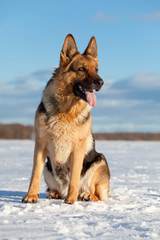 German shepherd