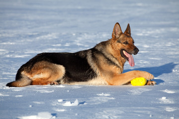 German shepherd